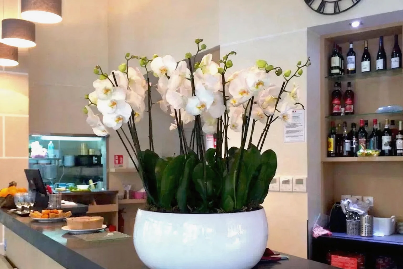 White orchids in a white pot, shelf of bottles behind